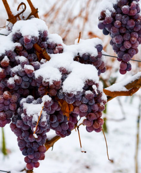 Vin de glace