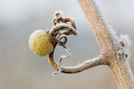 Vin de glace